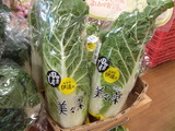 美々菜