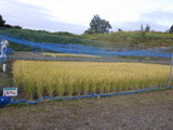 RIMG1821
