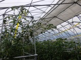 RIMG8855