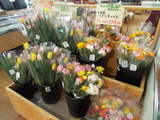 JA北石狩 花