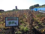 RIMG2385
