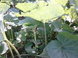 ラワンぶき1