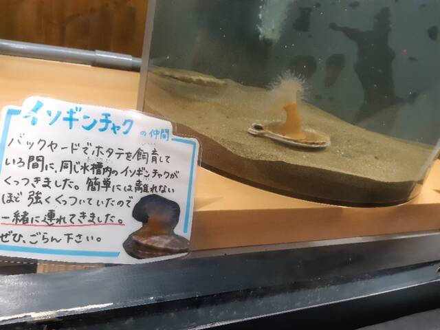 言うことを聞かない おたる水族館のペンギンショーがすごい やる気がない あいまいだいありー 言うことを聞かない おたる水族館のペンギンショーがすごい やる気がない あいまいだいありー