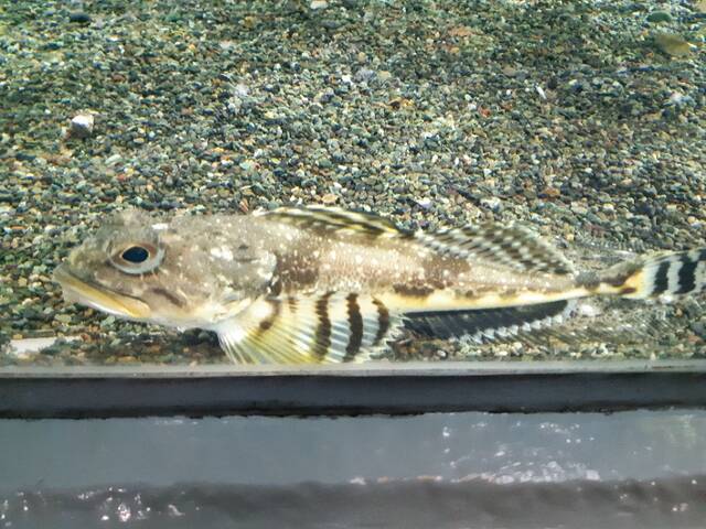 言うことを聞かない おたる水族館のペンギンショーがすごい やる気がない あいまいだいありー 言うことを聞かない おたる水族館のペンギンショーがすごい やる気がない あいまいだいありー
