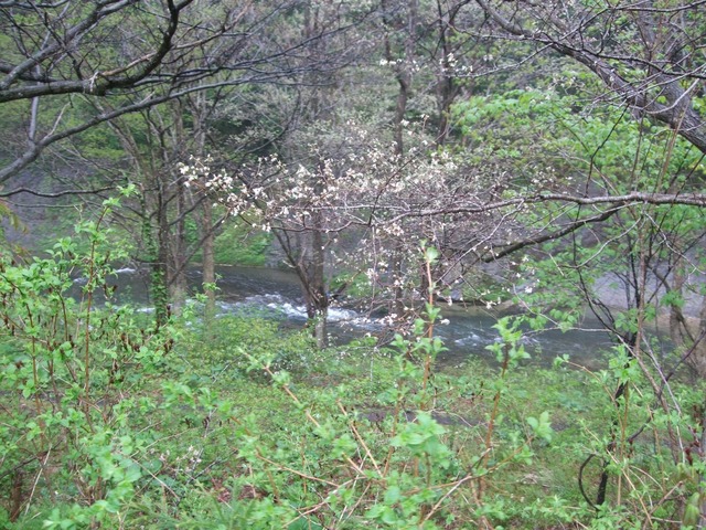 line_265725451778545