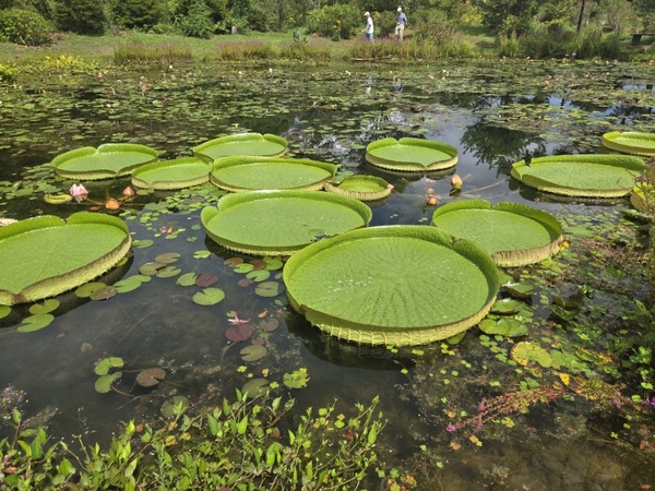 「どぶろく特区」の村、高知・三原村を観光してみた