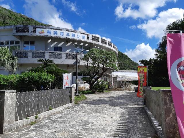 奄美海洋展示館でウミガメに餌をやる あいまいだいありー