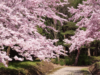 桜