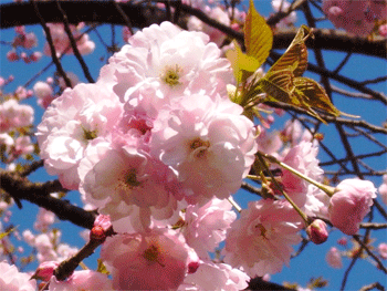 八重桜