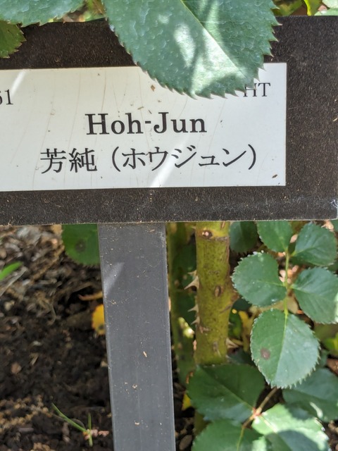 PXL_20240502_041535928