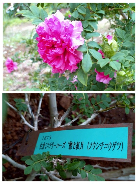 20250526_092030-COLLAGE