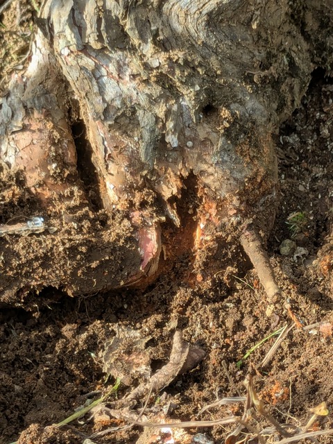 PXL_20251002_054903043