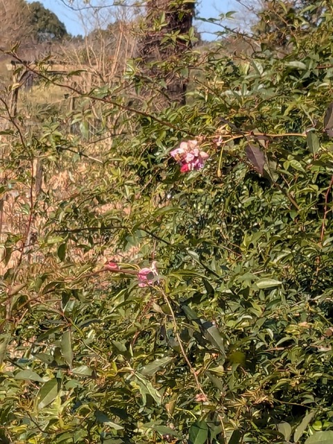 PXL_20250115_030333490