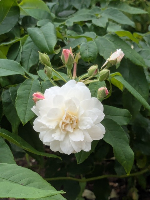 PXL_20260624_060437913