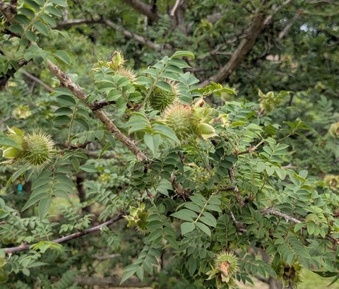 PXL_20250612_060945739~2