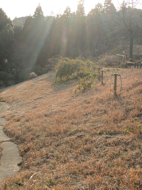 PXL_20250115_061839017