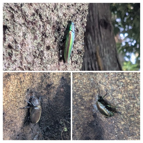 20250724_171555-COLLAGE