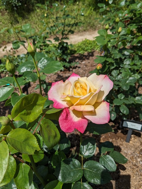 PXL_20240502_041308056