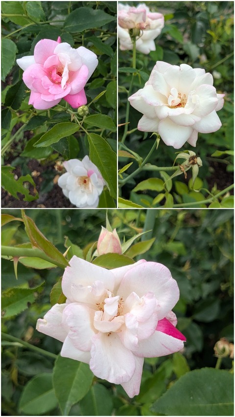 20260625_144927-COLLAGE