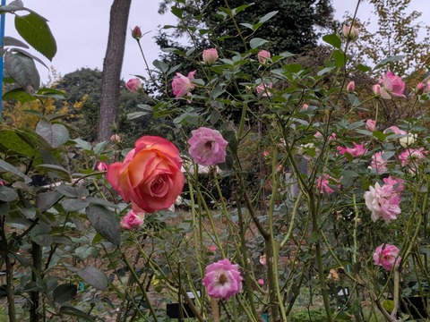 PXL_20251113_062438319