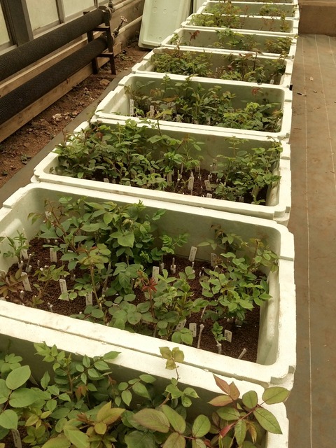 HORIZON_0002_BURST20240329132936035