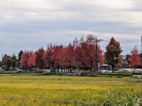 PXL_20241114_063707612~2