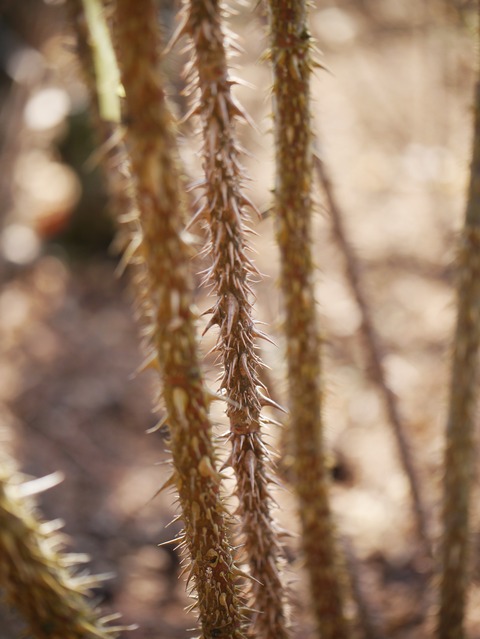 P2080191