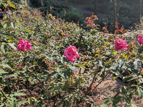 PXL_20251030_041937827