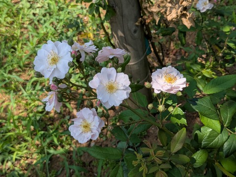 PXL_20250702_043233845