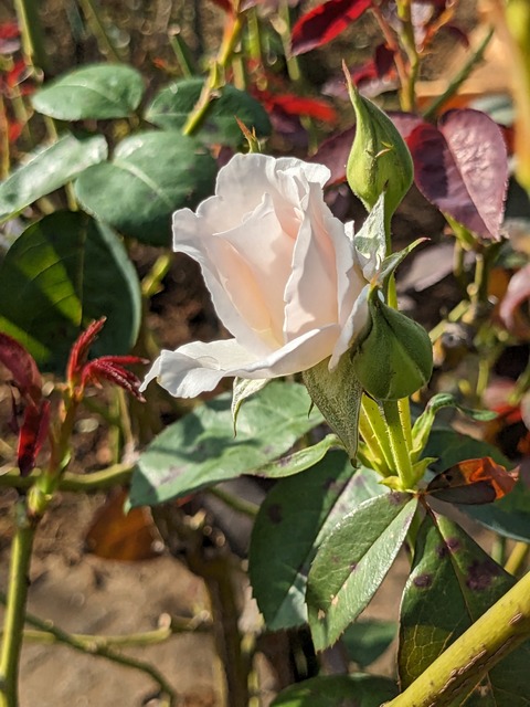 PXL_20231005_054645041