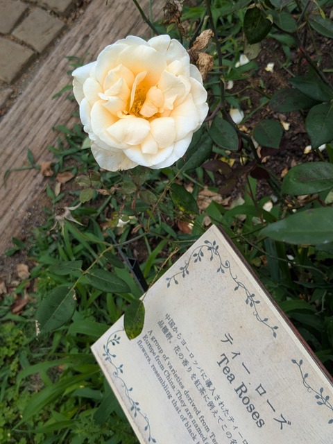 PXL_20260624_055724702