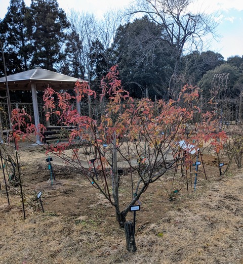 PXL_20250206_045051532~2