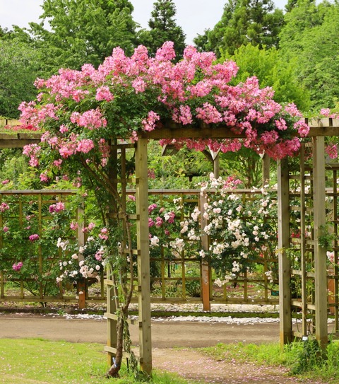 InCollage_20240602_184711514