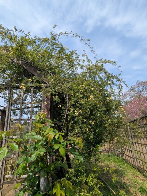 PXL_20250417_041659565