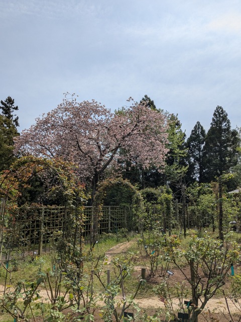 PXL_20250417_041816370