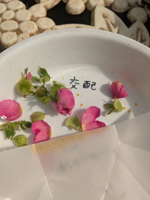 PXL_20260511_053516976