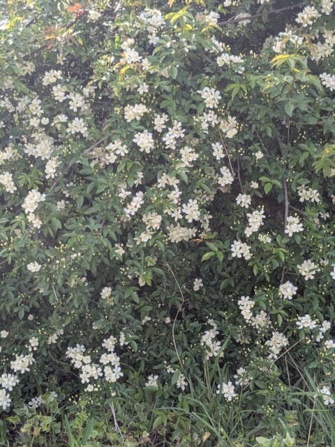 PXL_20250417_063312821