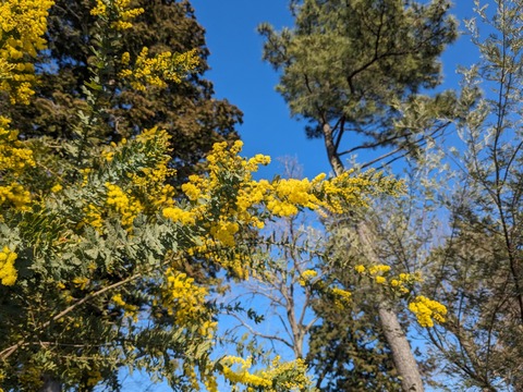 PXL_20240314_061819648