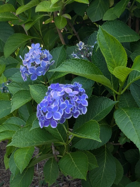 PXL_20250702_041621219