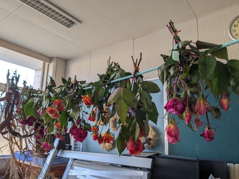 PXL_20231207_055740729