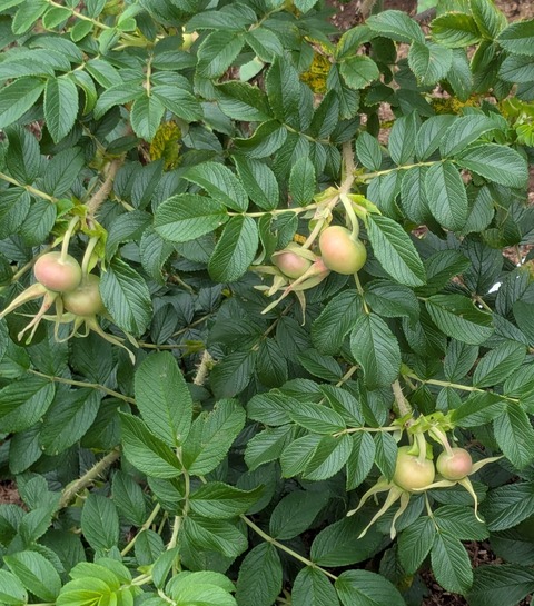 PXL_20250612_060853905~2