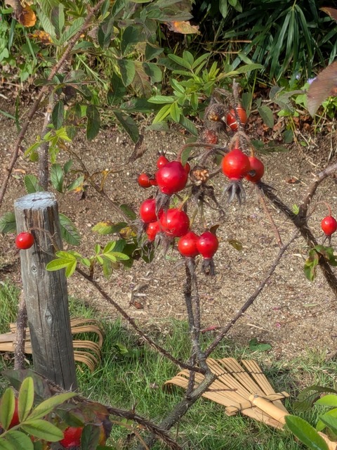 PXL_20251002_055117007