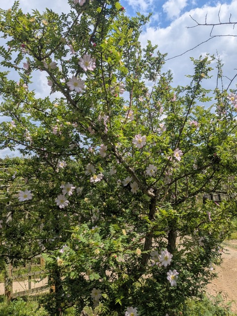 PXL_20260511_050018139