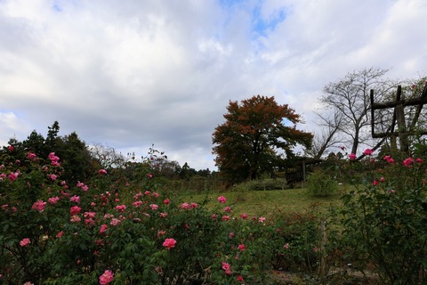 20221105085441_IMG_2141