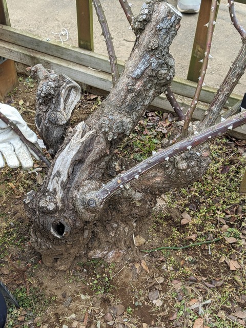 PXL_20240118_061148828