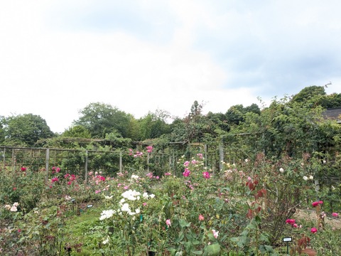 PXL_20260624_055539111