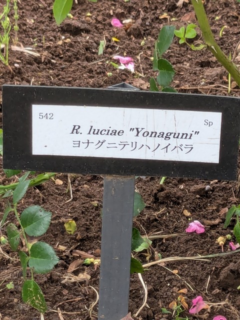 PXL_20250612_060829608