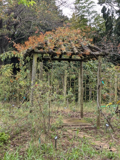 PXL_20241010_055723324