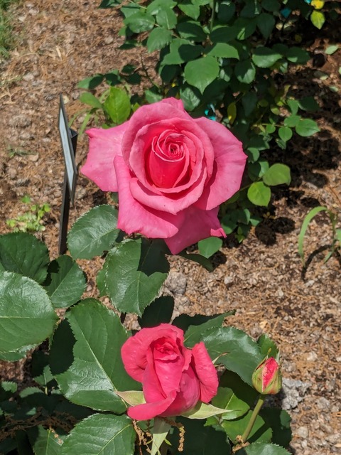 PXL_20240502_041525455