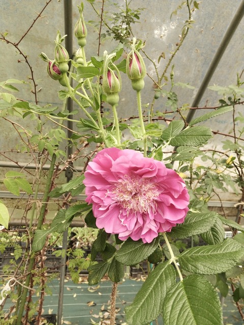 1713959542900_1713959288574_1713959242261_2_DSC_0272